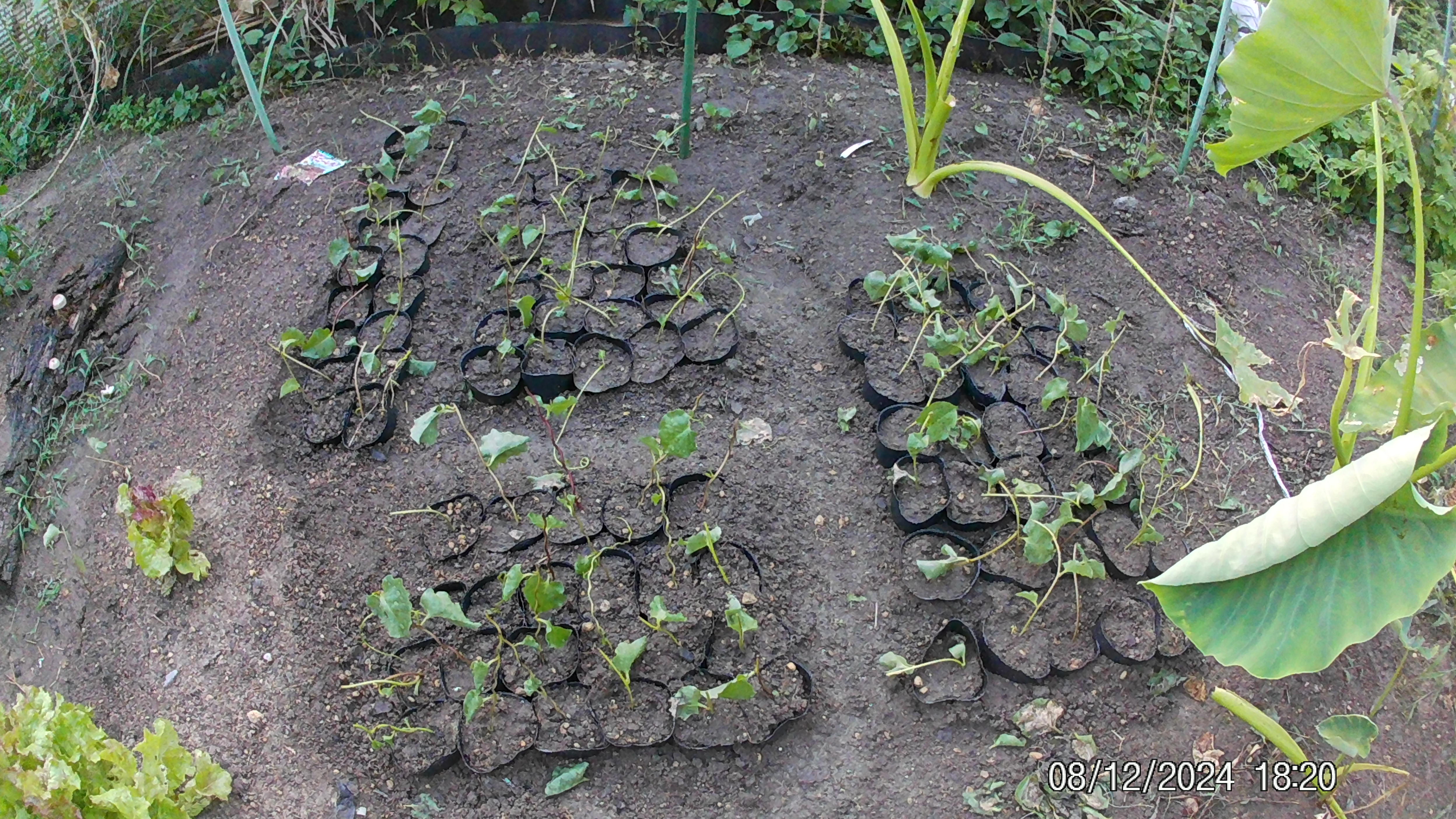 大和養命百薬草（オカワカメ）菜園育成用 挿し木苗４株（送料別途必要）